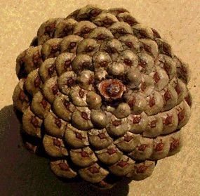 pinecone3