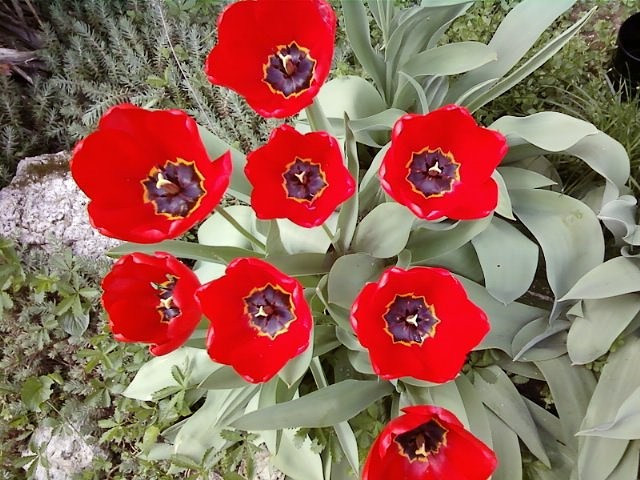 Tulipiros csokor