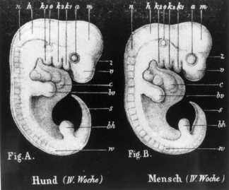 Ernst Haeckel - Hund vs. Mensch