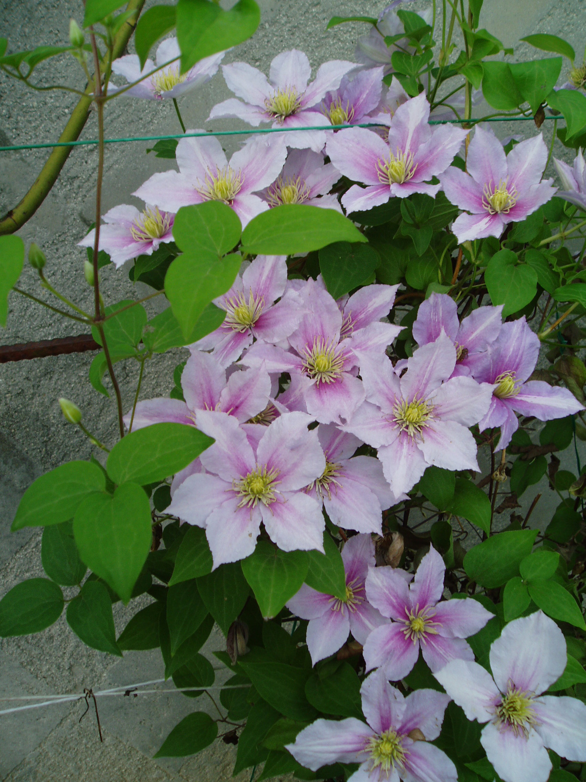 Clematis 2