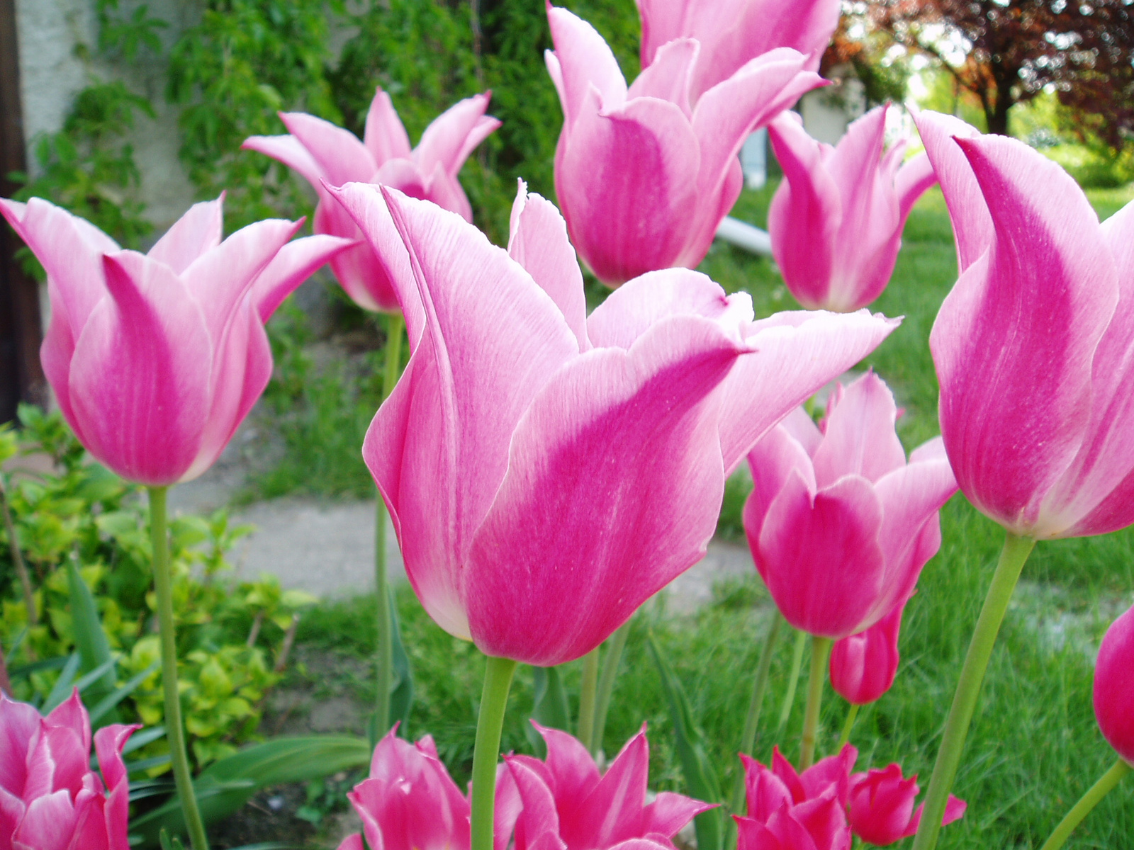 tulipán kelyhek