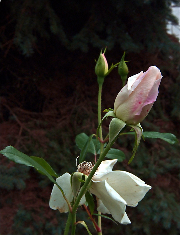 DSCF0212(rózsa)
