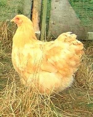 buff orpington large