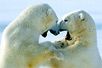 sparring-polar-bears-492311-mn