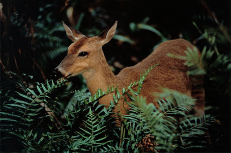 marsh-deer-90694-ga