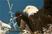 bald-eagle-perch-587751-mn