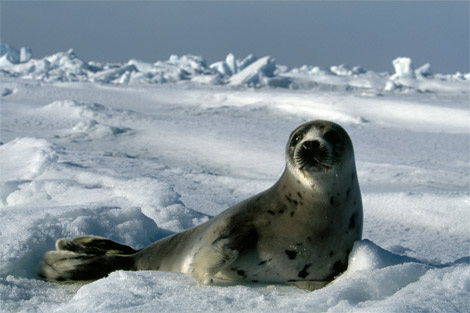 harp-seal-canada-749221-ga