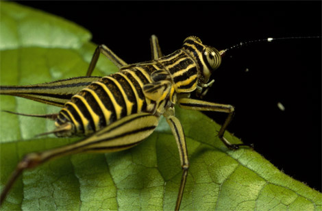 striped-cricket-leaf-690558-ga