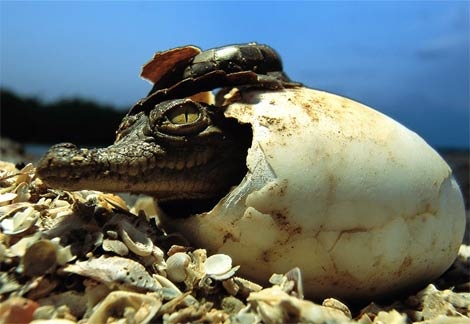 american-crocodile-baby