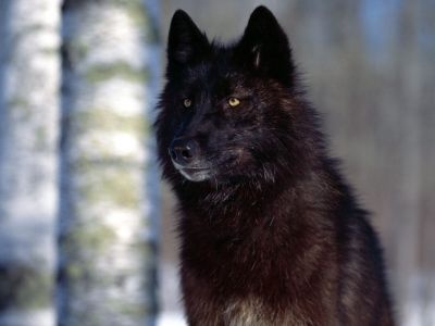 normal Predatory Eyes, Black Wolf