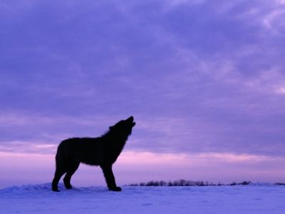 normal Twilight Howl, Black Wolf