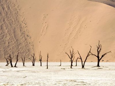 normal Dead Ulei, Namib Desert, Namibia, Africa