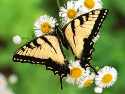 normal Tiger Swallowtail Butterfly