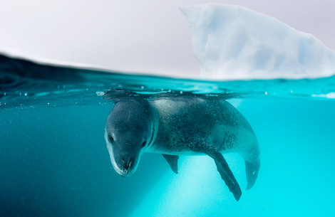 leopard-seal-underwater-1045592-ga