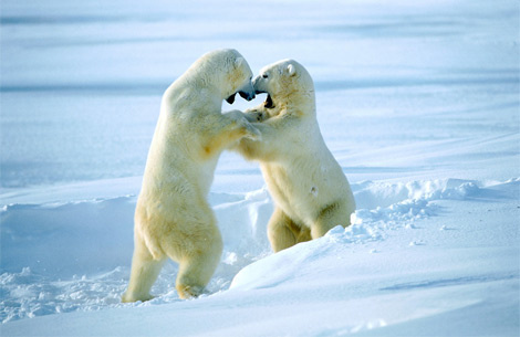 sparring-polar-bears-492311-ga