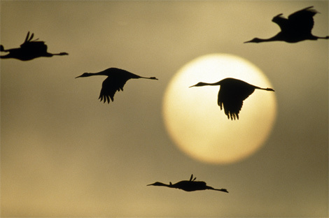 sandhill-cranes-flying-499085-ga