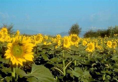 tuscan-sunflowers-741554-ga