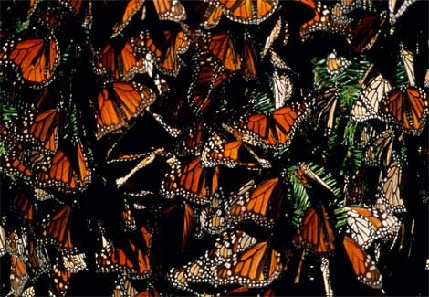 monarch-butterflies-essick-764411-ga