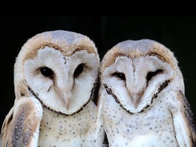 normal Barn Owlets