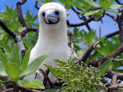 normal Booby chick