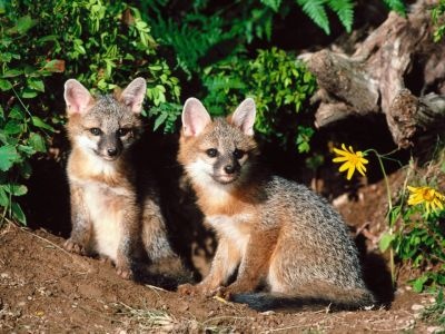 normal Interrupted, Grey Foxes