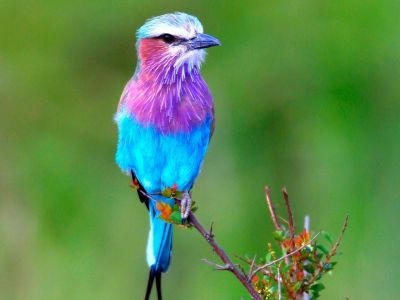 normal Lilac Breasted Roller, Africa