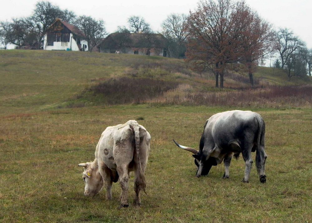 Őrségi vallomások