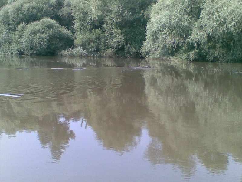 Tisza026