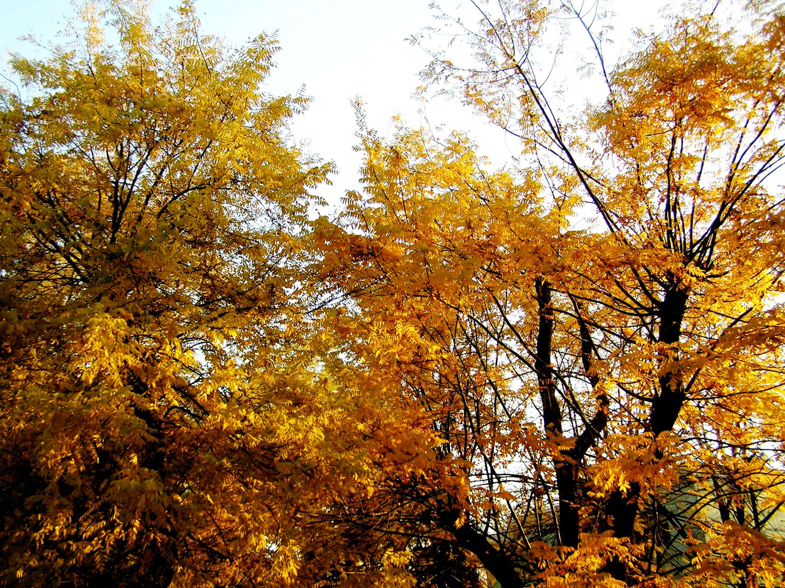 Beautiful autumn from my window