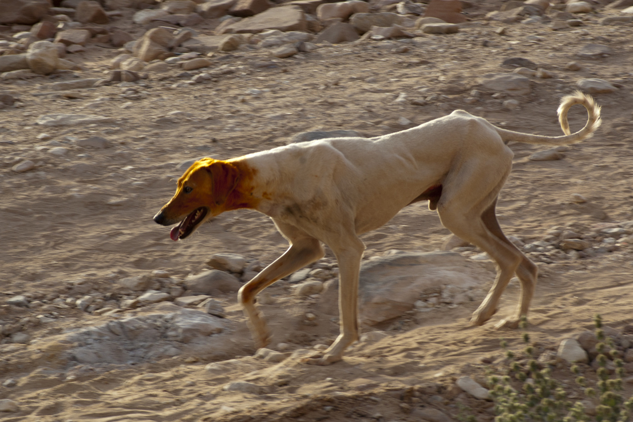 Petra Day3 075