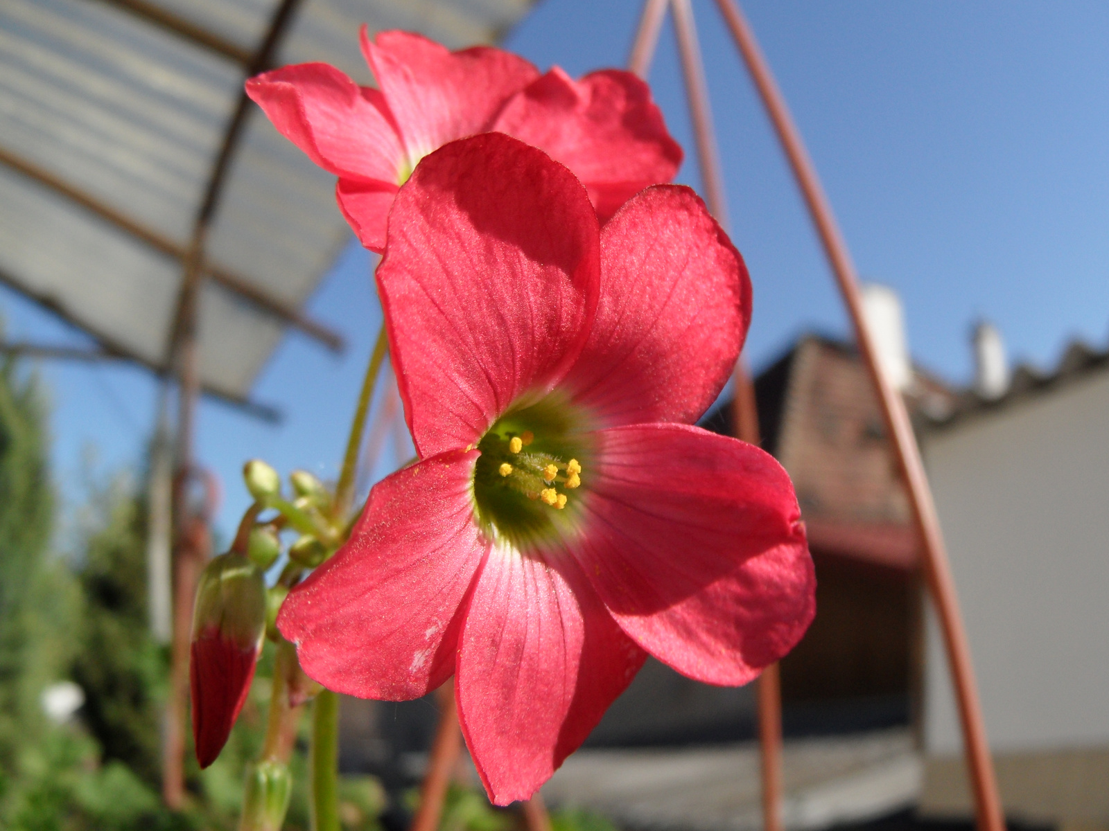 Oxalis Virága