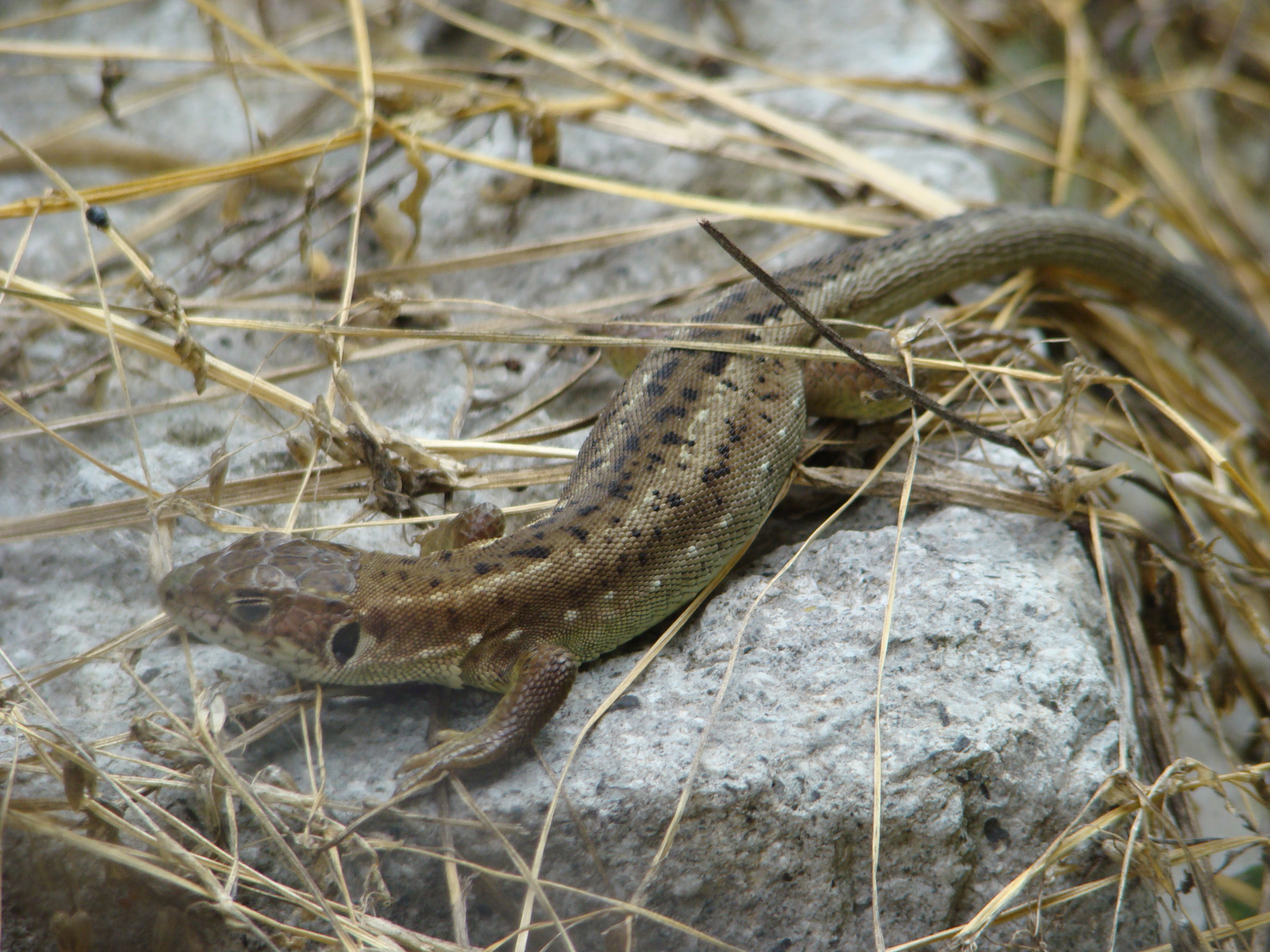 napozó gyíkocska