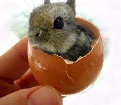 kacsa helyett nyúl volt a tojásban!!!