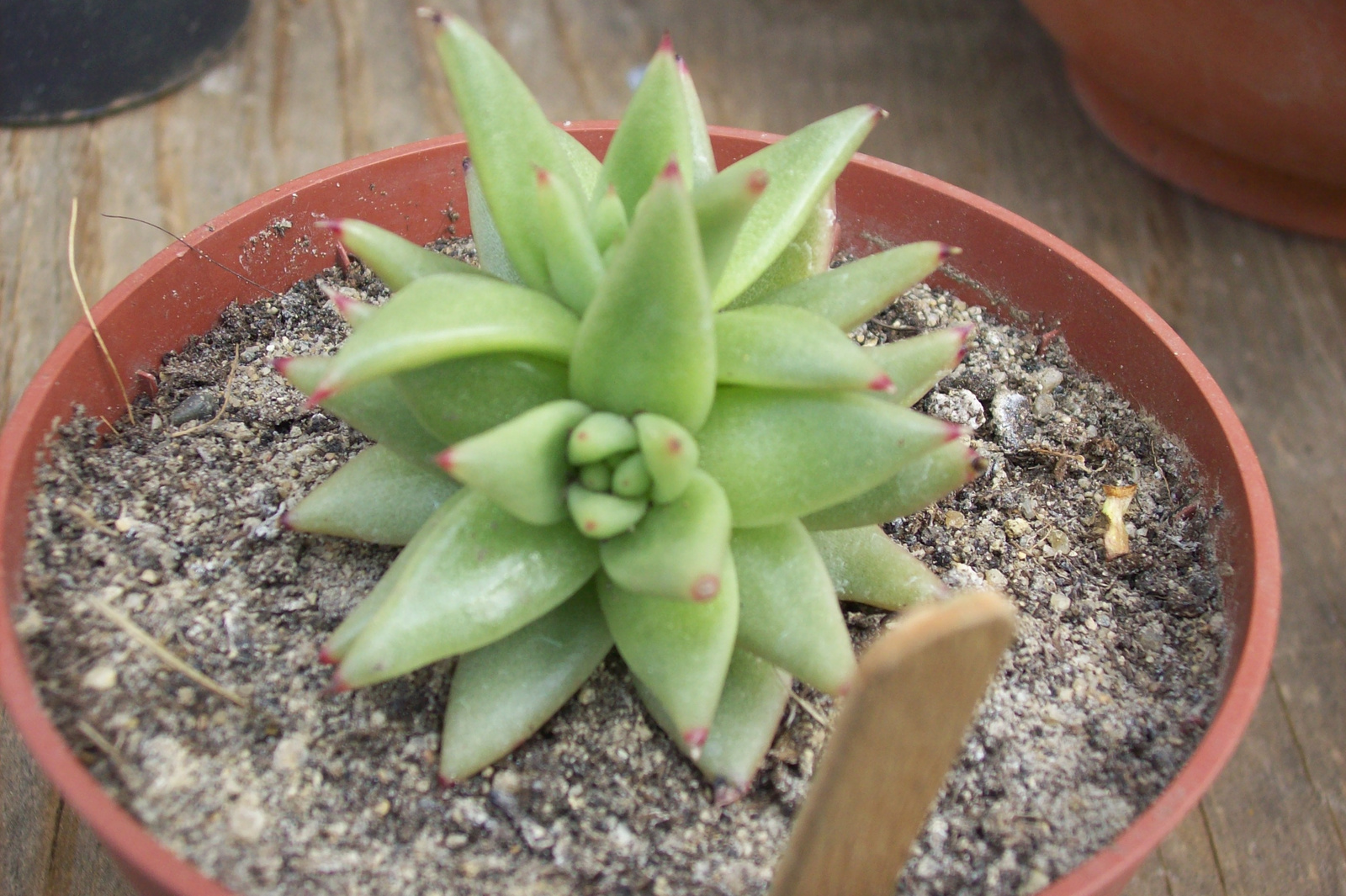 echeveria agavoides