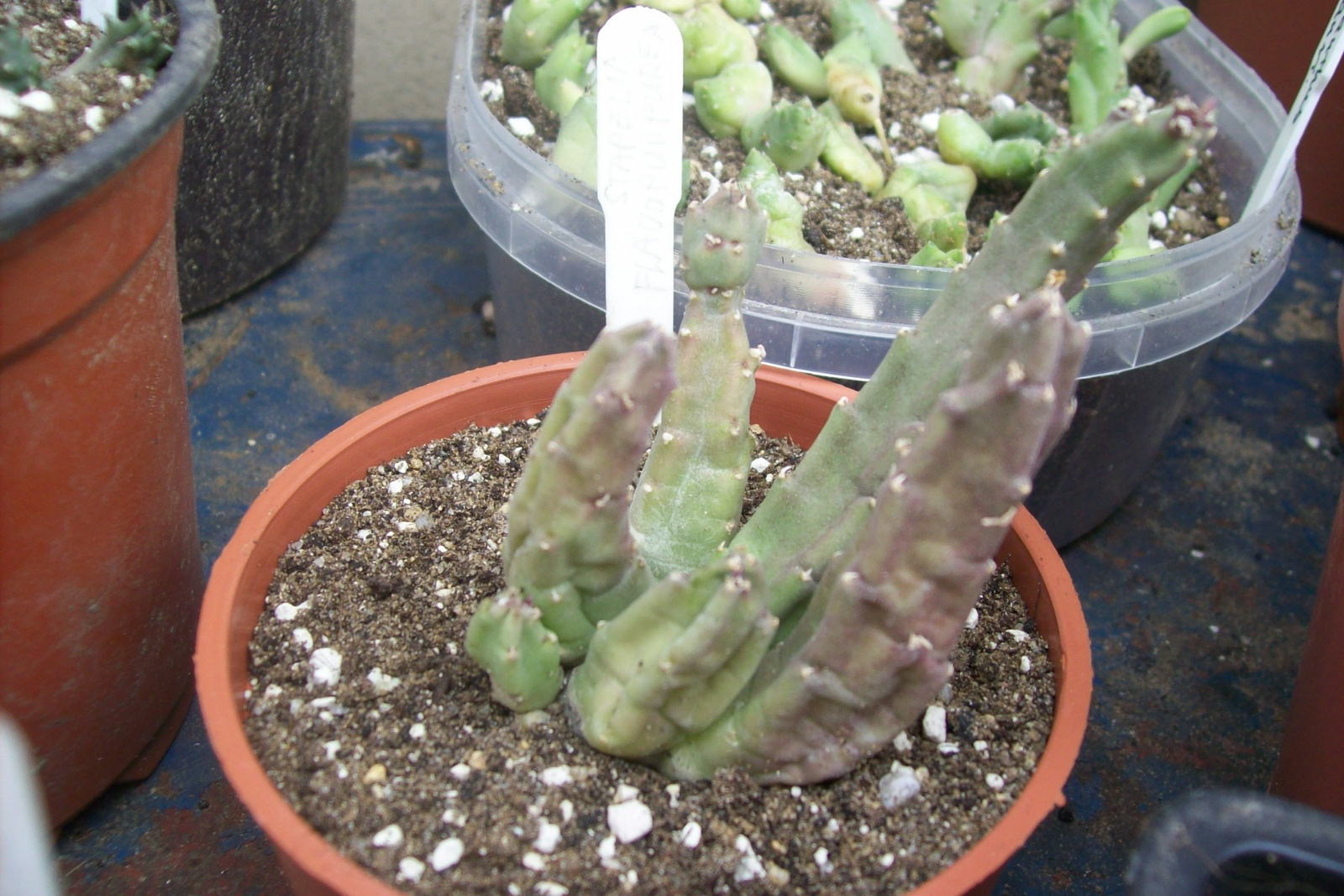 stapelia flavopurpurea bf