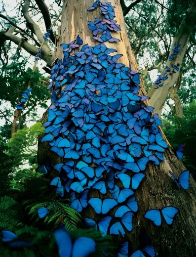 blue-butterfly-tree