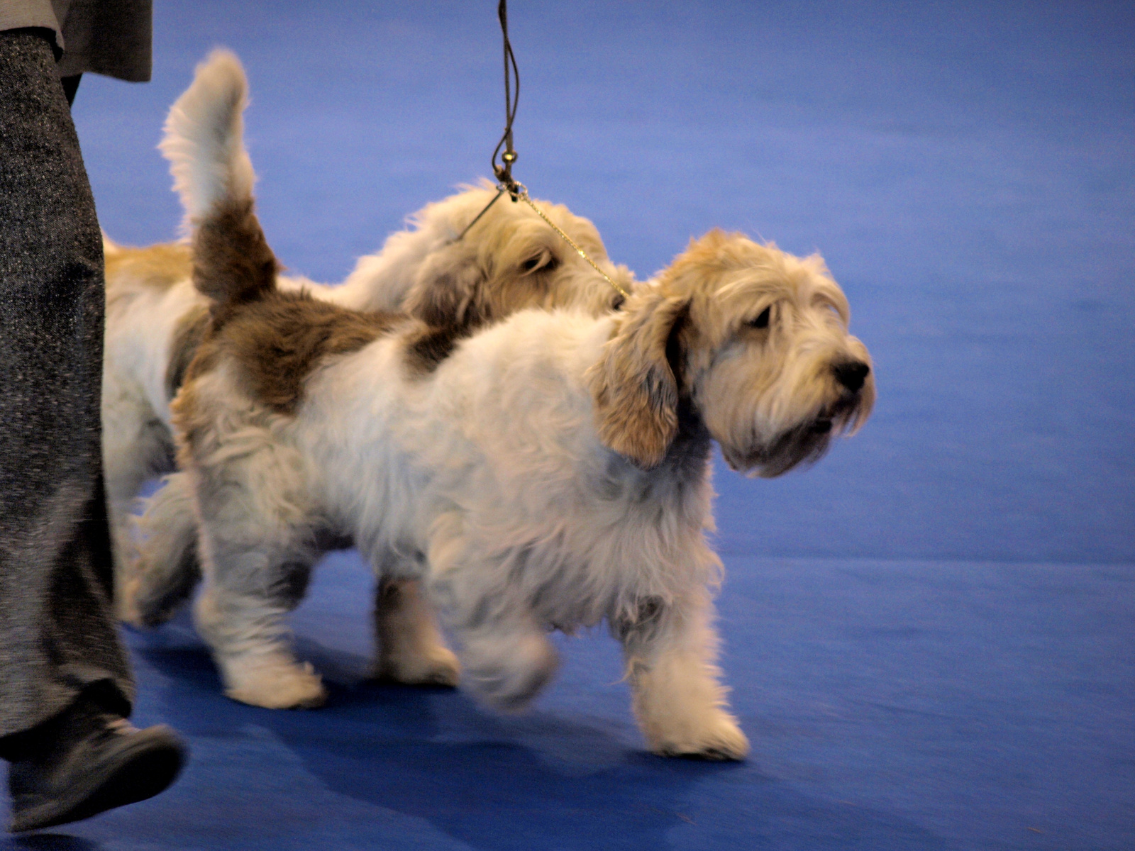 Basset griffon 3