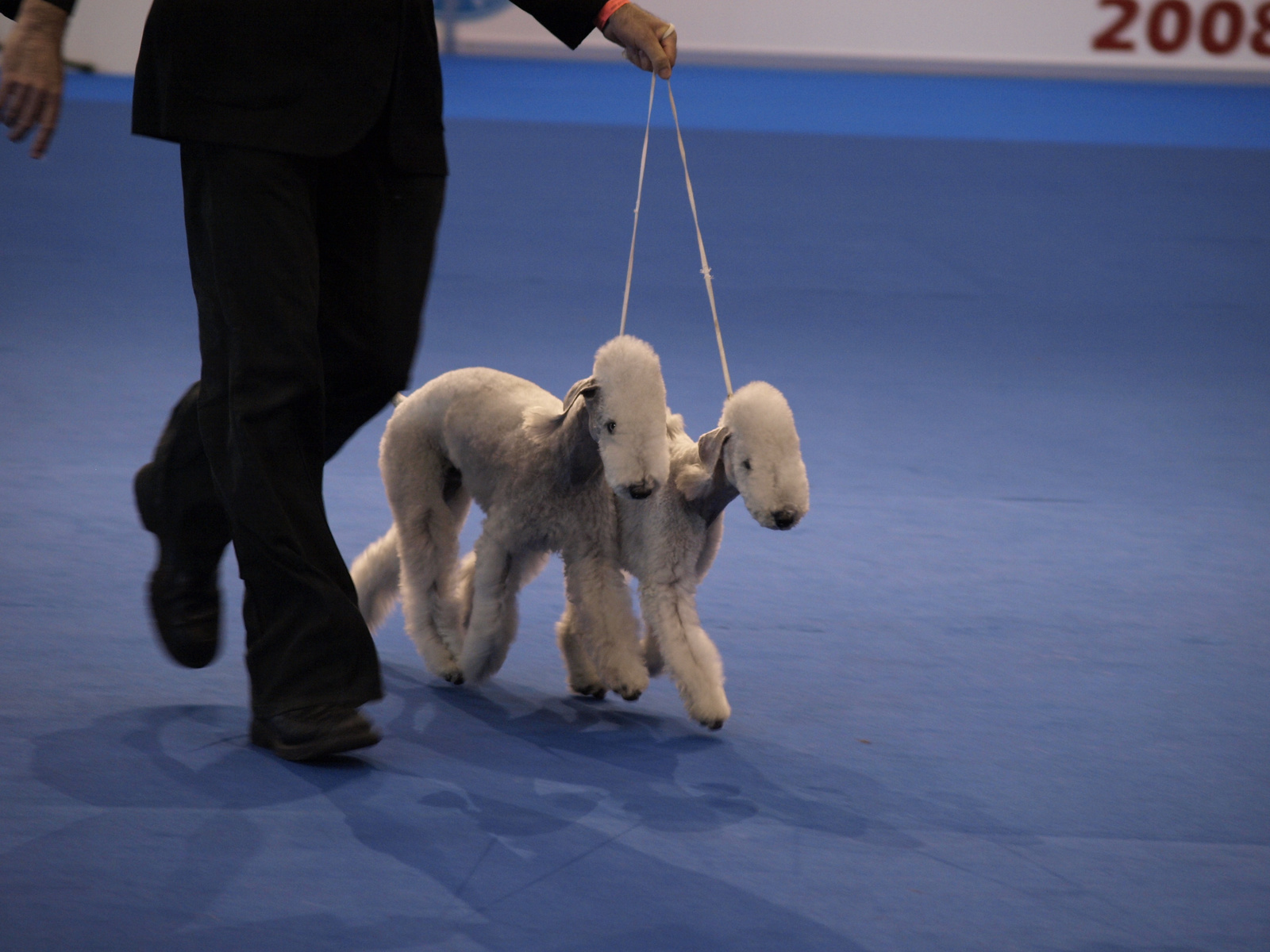 bedlington terrierek