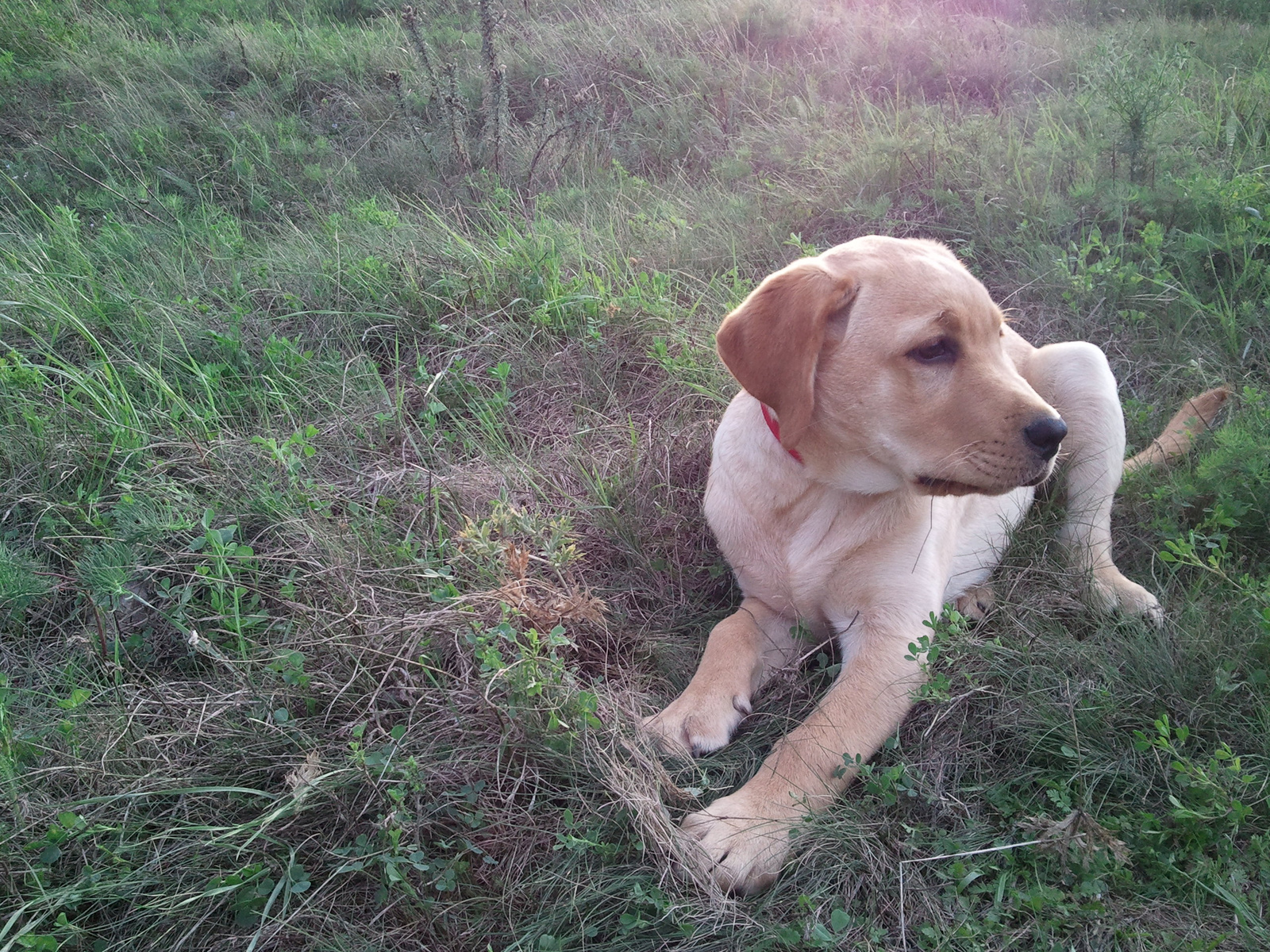 Rocky (Labrador Retriever)