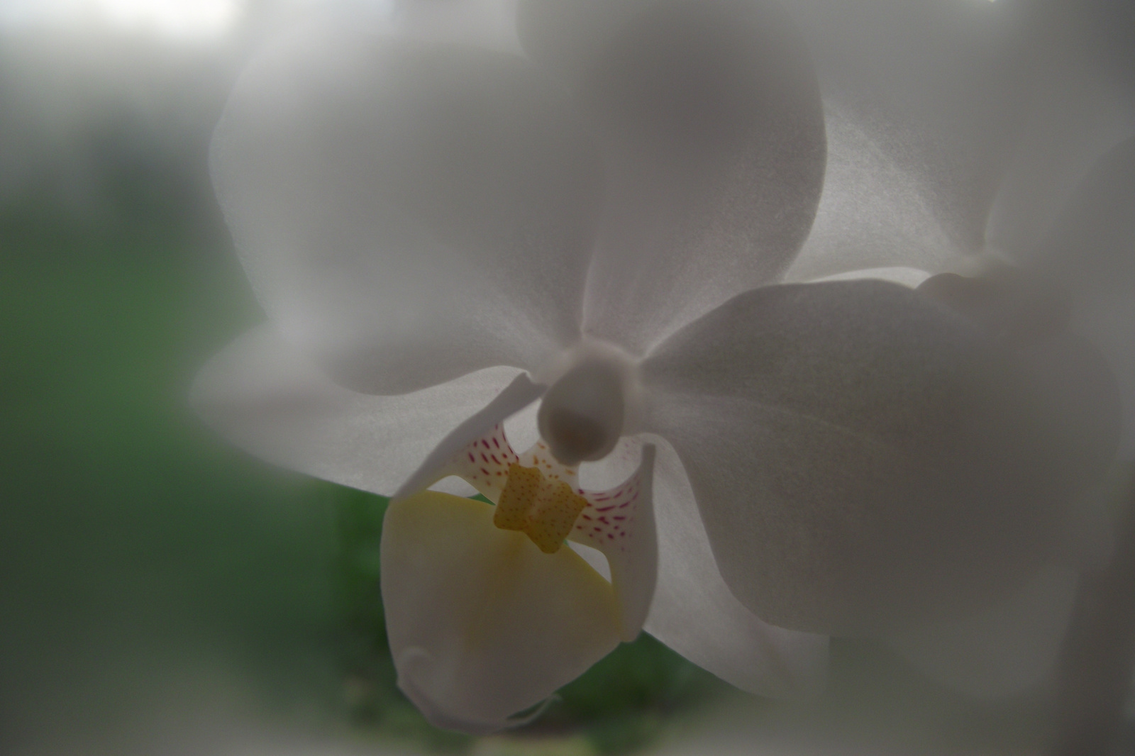 orchidea a homályban
