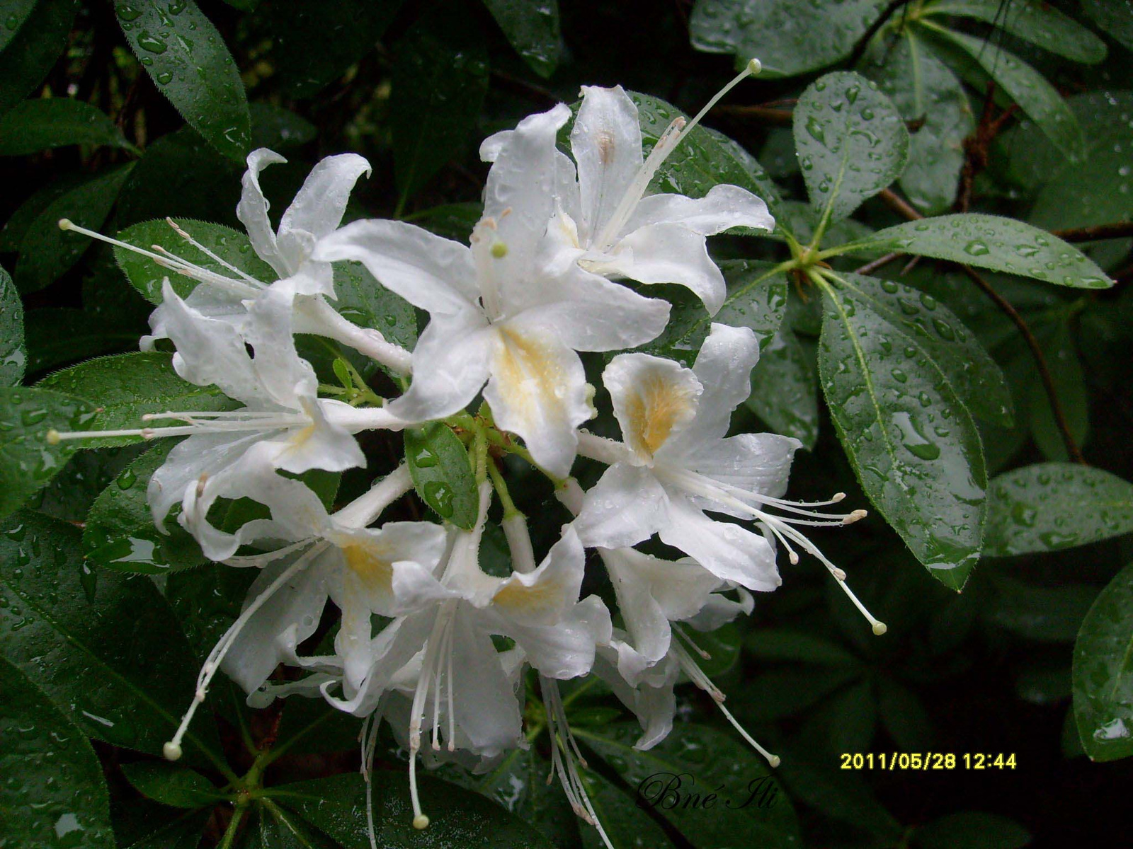 Rhododendron, Jeli Arborétum