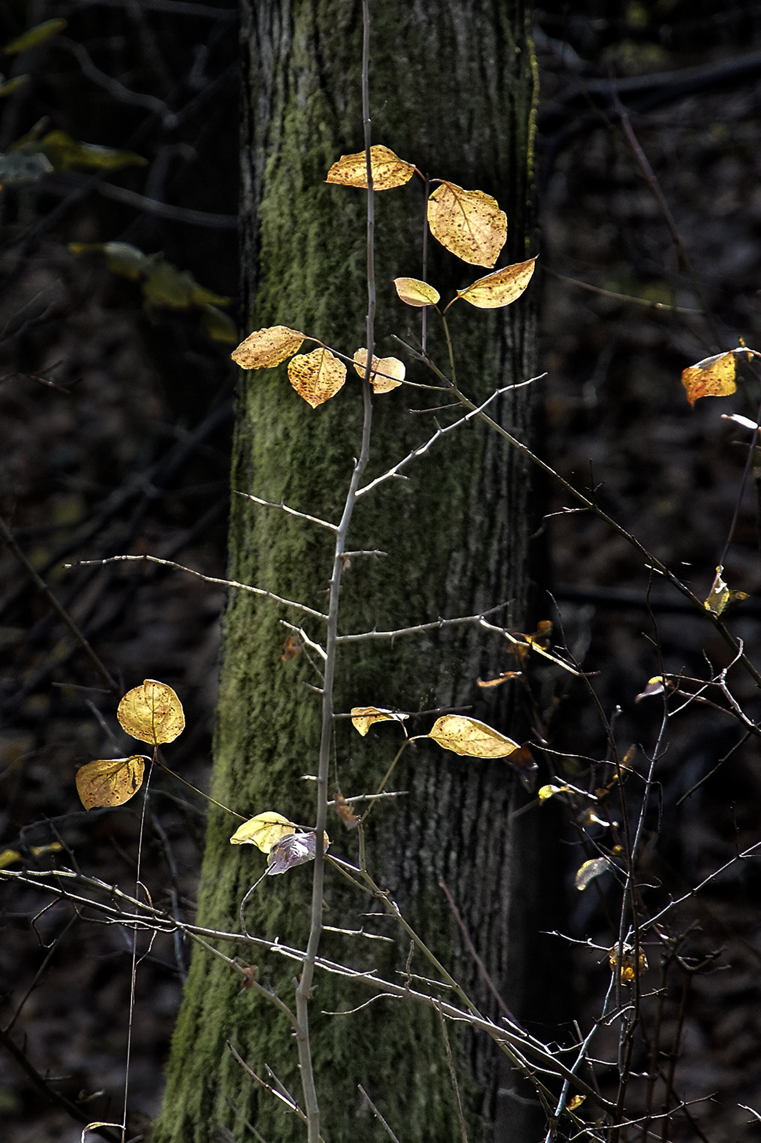 101106 OKT Nógrád-Kalainpuszta NEX5 0391