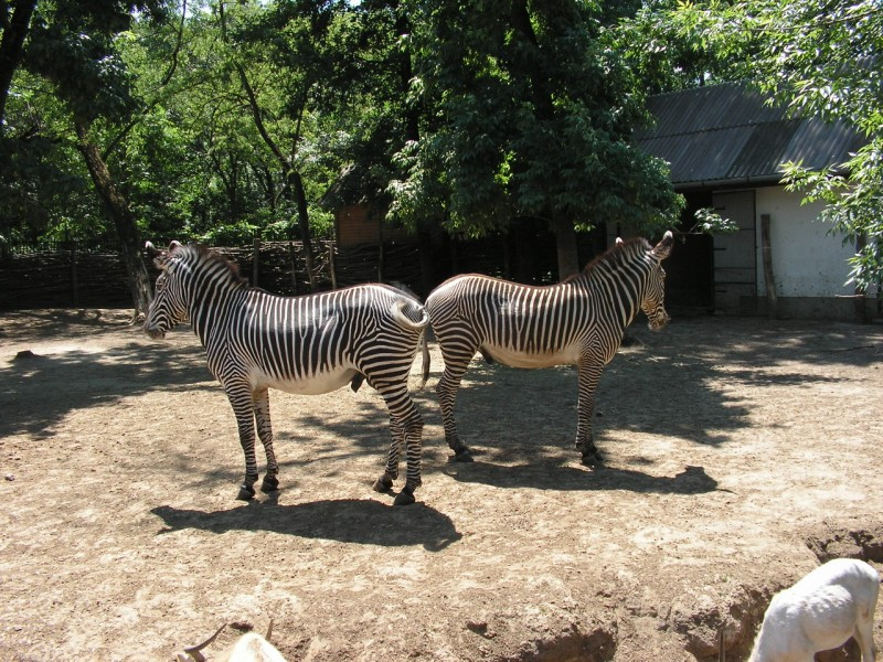 Zebra