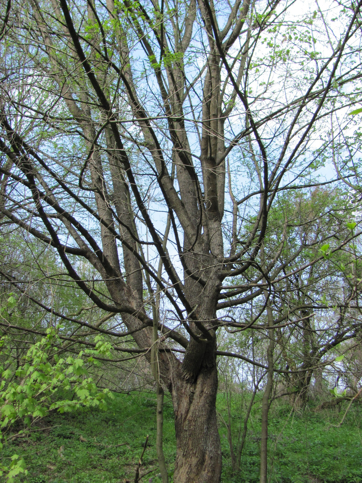 2011.04.17.Magyaregregy-Komló 117