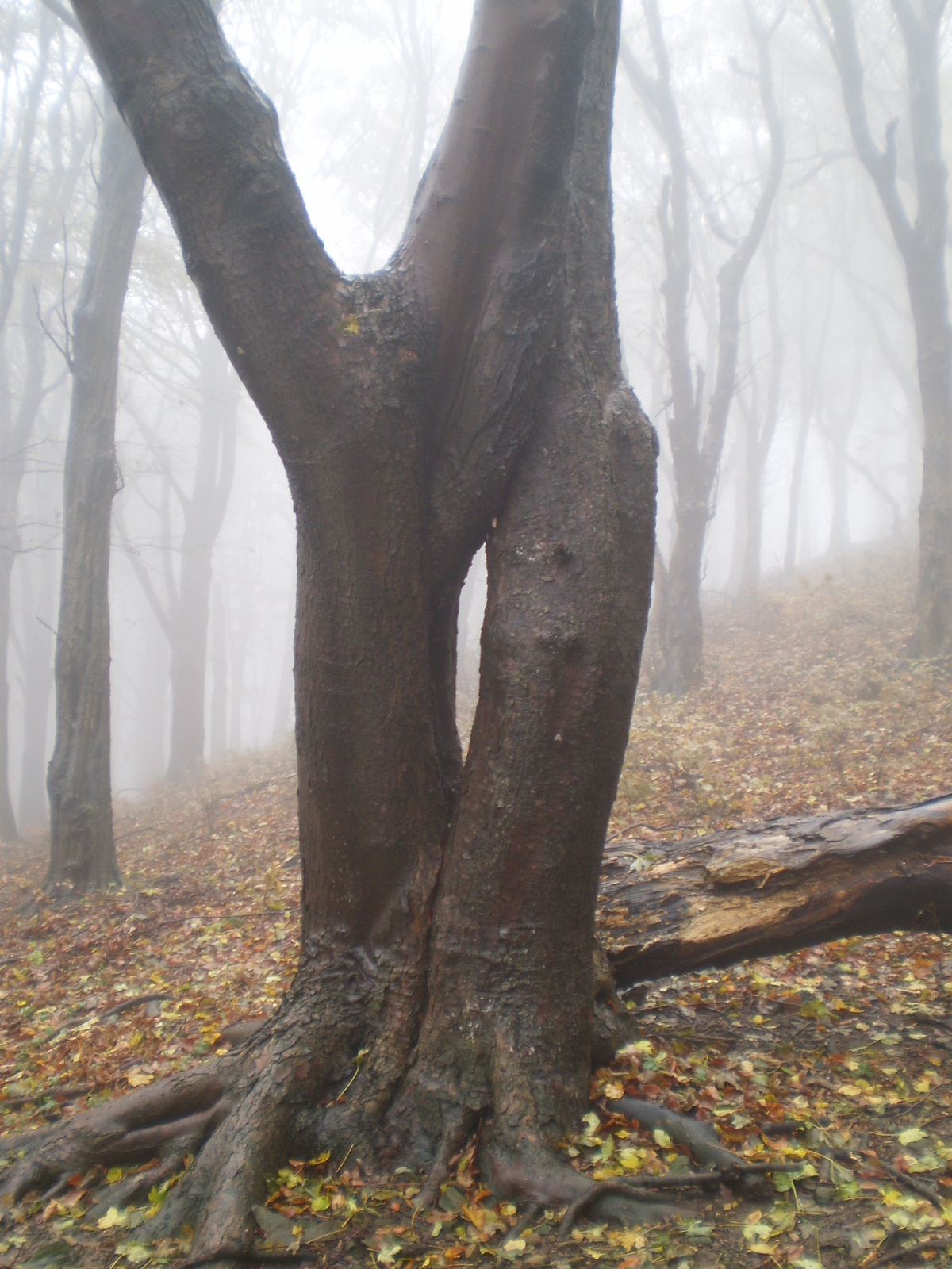 Zengő gerincen