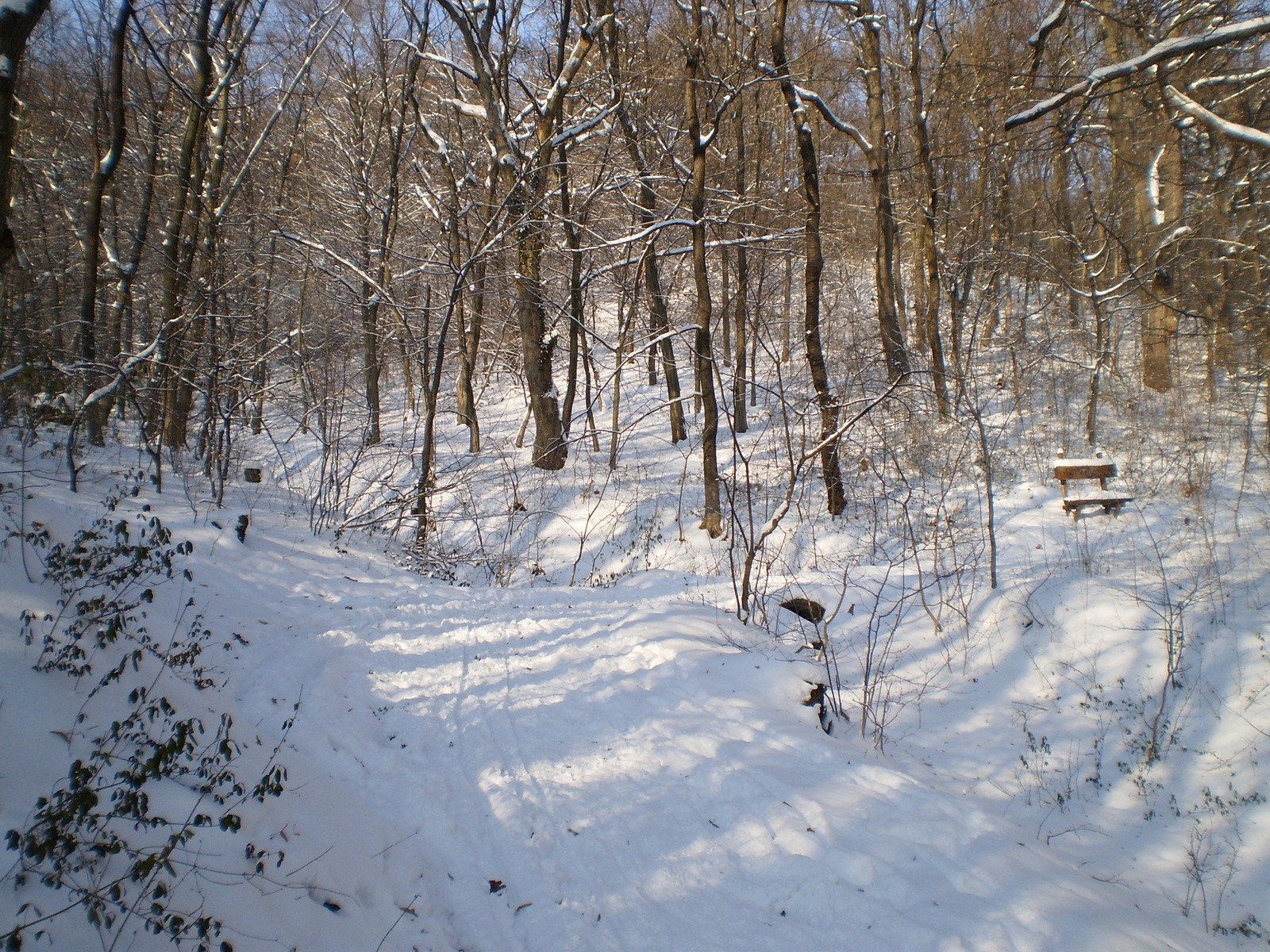 20091220Téli séta a Mecseki parkerdőben 045