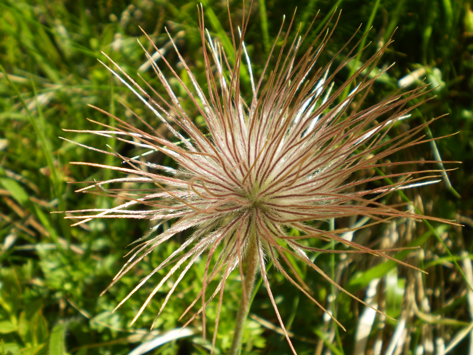 20100703-10Szlovák paradicsom- 1017