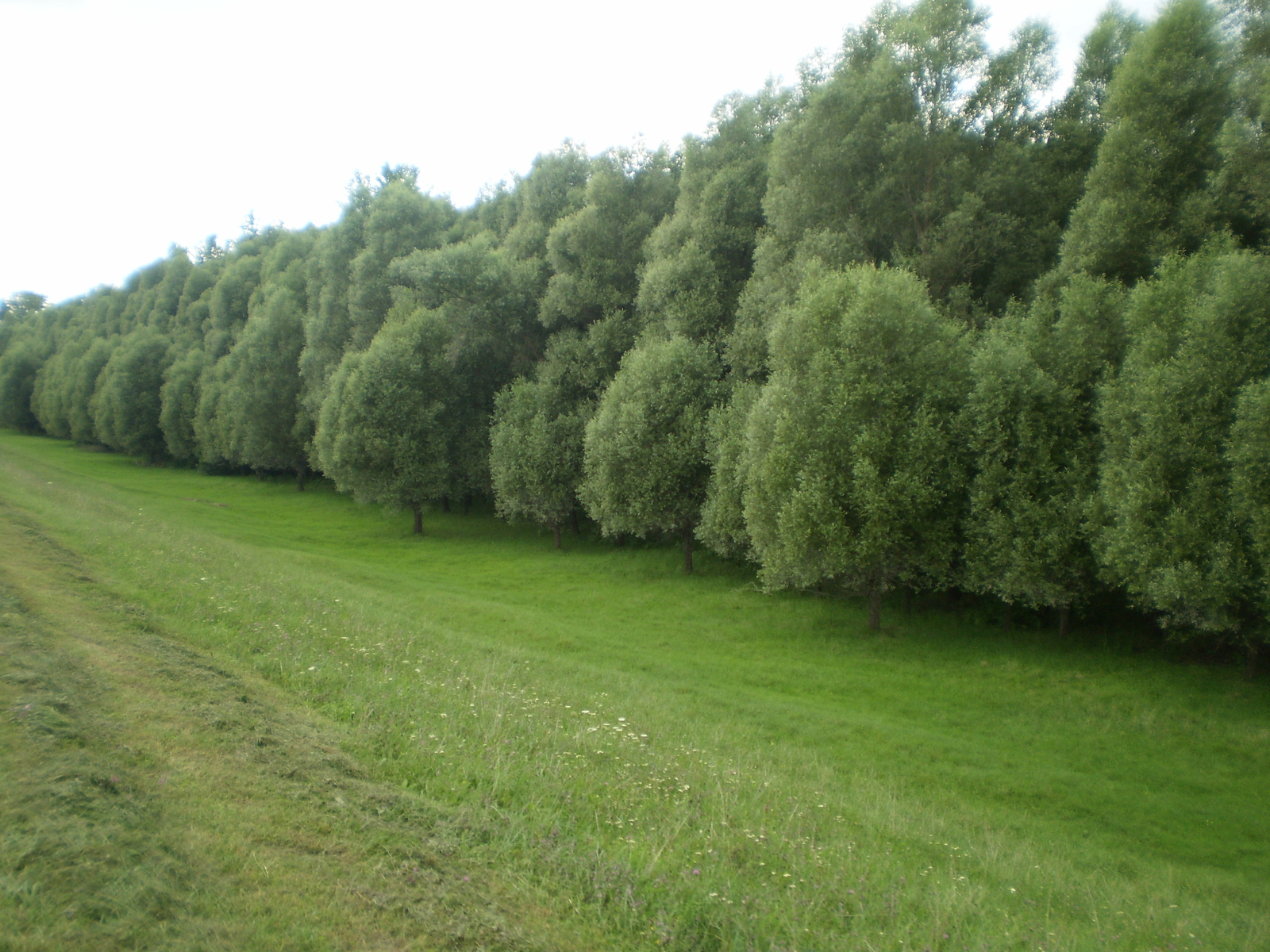 20100808Mohács -Karapancsa bicaj 212