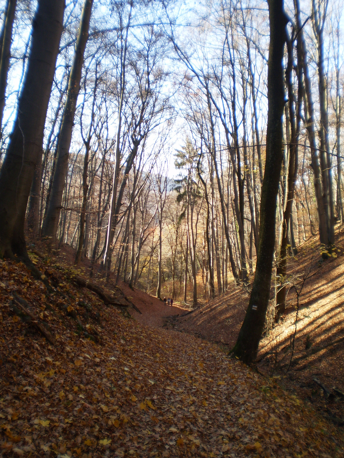 20101106 Mecsek 1000 teljesítménytúra 067