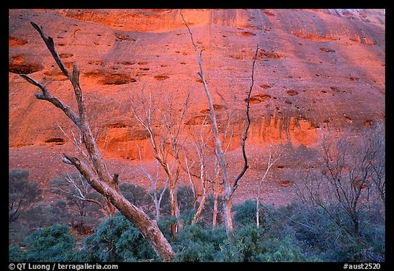 Trees at the base of the Olgas.